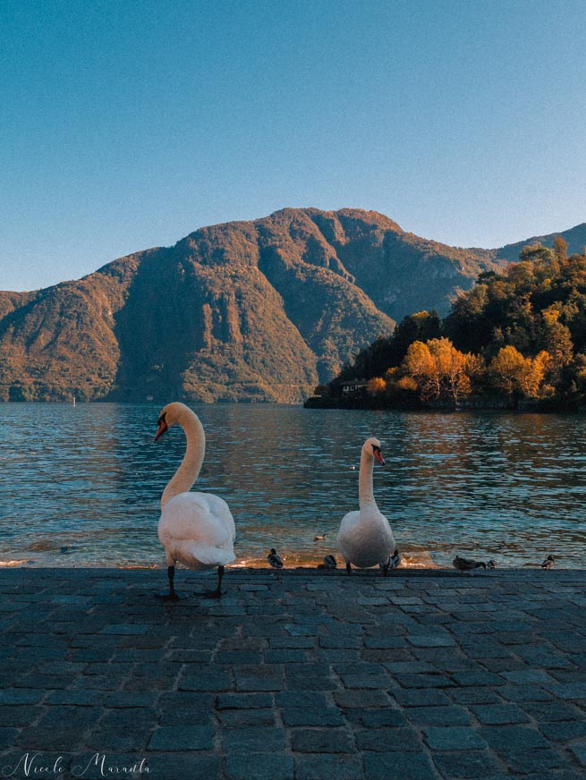 Cigni a Lenno sul lago di Como - Nicole Maranta